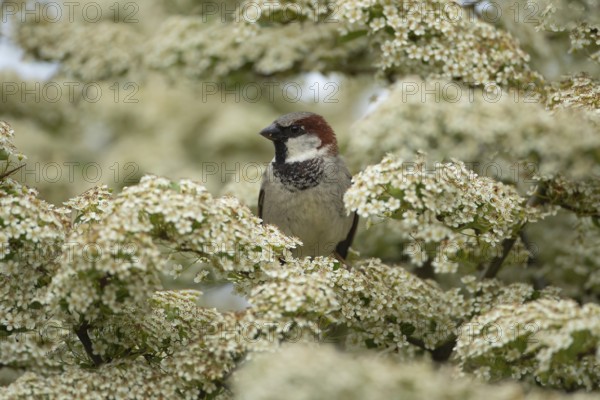 House sparrow (Passer domesticus) adult male bird sat in a garden flowering Pyracantha bush in summer, England, United Kingdom
