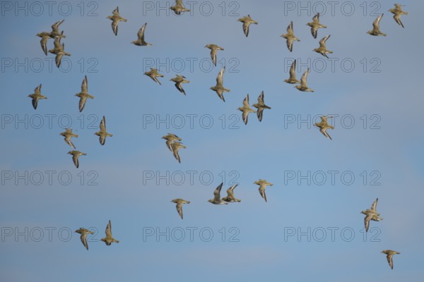 Golden plover (Pluvialis apricaria) adult wader birds in a flock in flight, England, United Kingdom