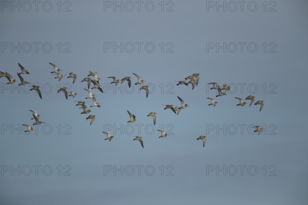 Golden plover (Pluvialis apricaria) adult wader birds in a flock in flight, England, United Kingdom