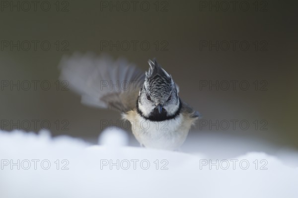 Crested tit (Parus cristatus) adult bird stretching whilst standing in snow in winter, Scotland, United Kingdom