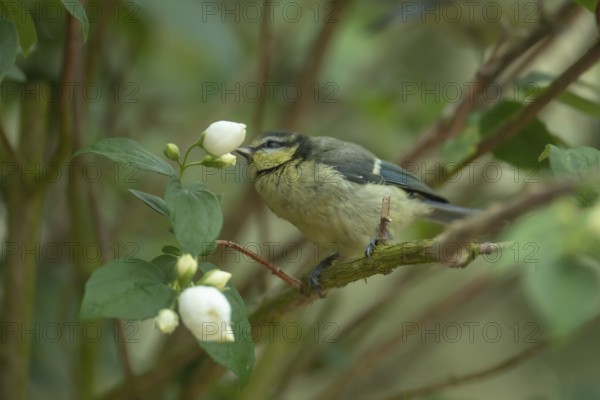 Blue tit (Cyanistes Caeruleus) juvenile bird perched in a garden shrub in summer, England, United Kingdom