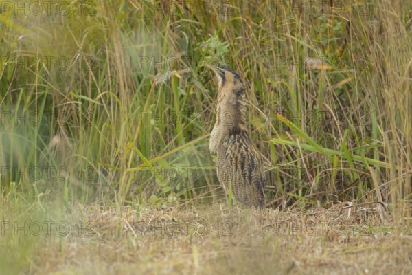 Eurasian or Great bittern (Botaurus stellaris) adult bird stood in a reedbed clearing, England, United Kingdom