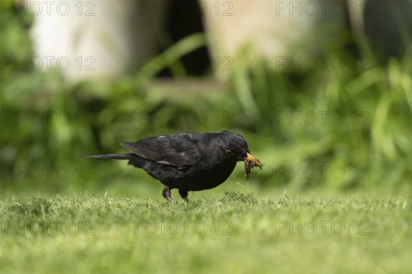 Eurasian blackbird (Turdus merula) adult male bird collecting worms for food from a garden grass lawn, England, United Kingdom
