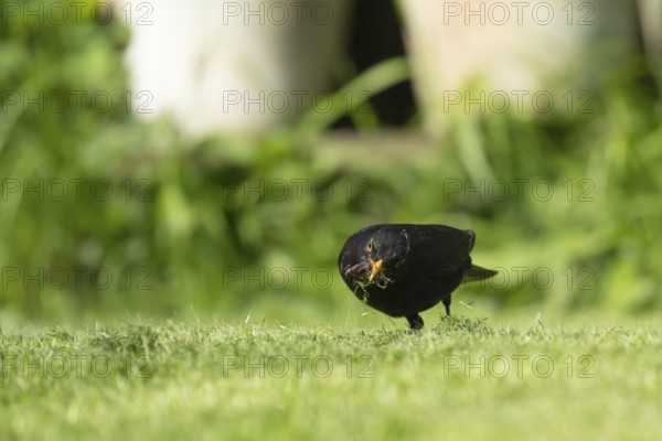 Eurasian blackbird (Turdus merula) adult male bird collecting worms for food from a garden grass lawn, England, United Kingdom