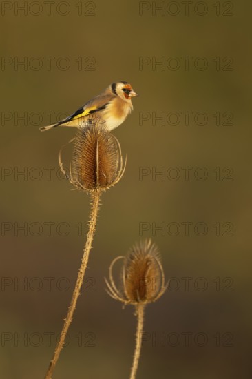 European goldfinch (Carduelis carduelis) adult bird perched on a teasel seed head, England, United Kingdom