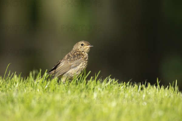 European robin (Erithacus rubecula) juvenile baby bird on a garden grass lawn in summer, England, United Kingdom