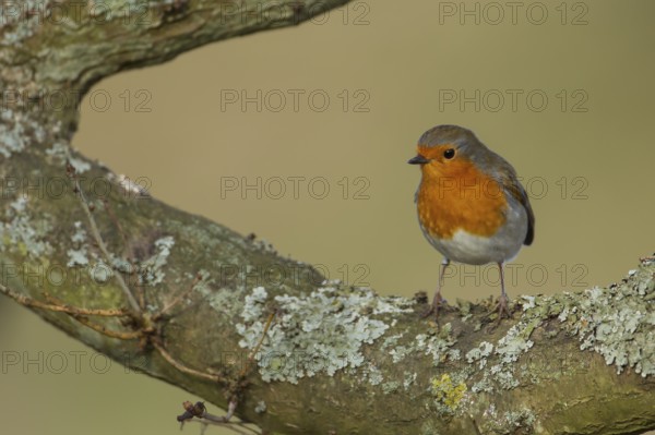 European robin (Erithacus rubecula) adult bird perched on a tree branch, England, United Kingdom