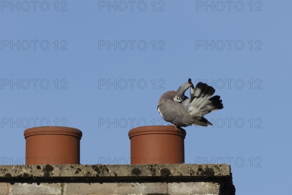 Wood pigeon (Columba palumbus) adult bird preening on an urban rooftop chimney pot, England, United Kingdom