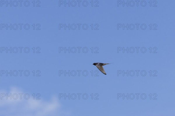 Barn swallow (Hirundo rustica) adult bird in flight, England, United Kingdom