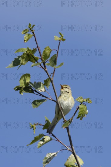 Willow warbler (Phylloscopus trochilus) adult bird singing in a tree in springtime, England, United Kingdom