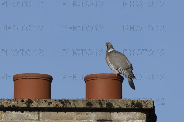 Wood pigeon (Columba palumbus) adult bird on an urban rooftop chimney pot, England, United Kingdom