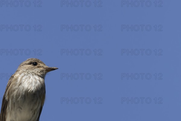 Spotted flycatcher (Muscicapa striata) adult bird head portrait, England, United Kingdom
