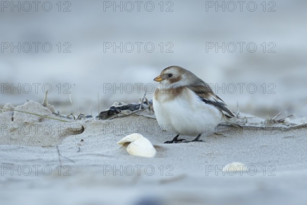 Snow bunting (Plectrophenax nivalis) adult bird on a beach, England, United Kingdom