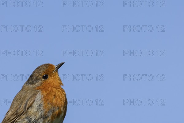 European robin (Erithacus rubecula) adult bird head portrait, England, United Kingdom