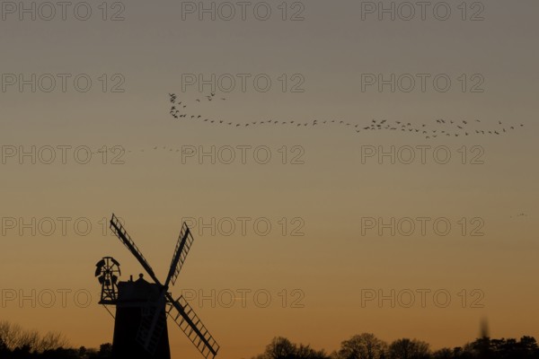 Pink-footed goose (Anser brachyrhynchus) adult geese birds flying in a flock or skein at sunset over a windmill, Norfolk, England, United Kingdom