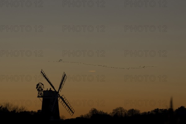 Pink-footed goose (Anser brachyrhynchus) adult geese birds flying in a flock or skein at sunset over a windmill, Norfolk, England, United Kingdom