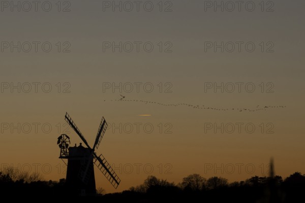 Pink-footed goose (Anser brachyrhynchus) adult geese birds flying in a flock or skein at sunset over a windmill, Norfolk, England, United Kingdom