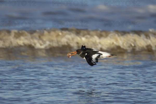 Eurasian oystercatcher (Haematopus ostralegus) adult bird in flight with a seashell in its beak over the coast shoreline, England, United Kingdom