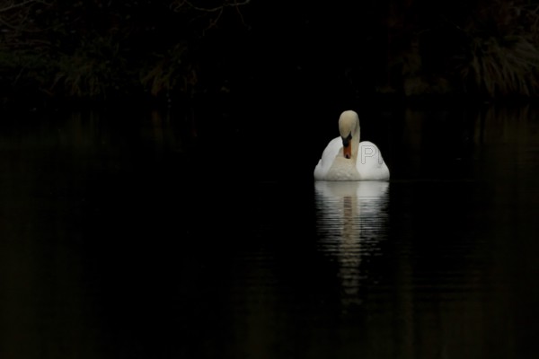 Mute swan (Cygnus olor) adult bird on a lake, England, United Kingdom
