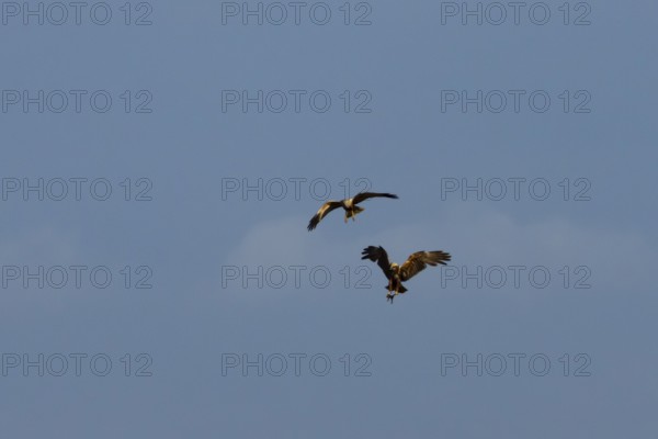 Marsh harrier (Circus aeruginosus) two adult birds of prey in flight having completed a food pass of a frog, England, United Kingdom