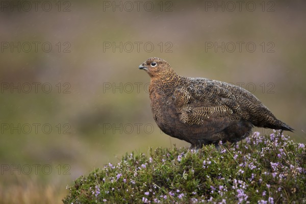 Red grouse (Lagopus lagopus scotica) adult female game bird stood on flowering heather during a rain storm, Yorkshire, England, United Kingdom