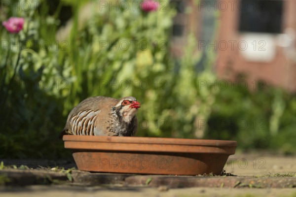 Red legged partridge (Alectoris rufa) adult game bird drinking from a garden plant saucer, England, United Kingdom