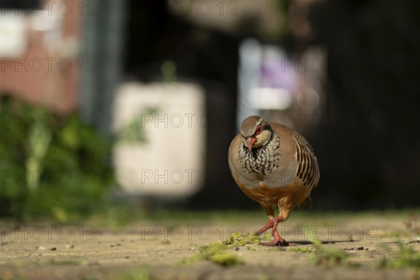 Red legged partridge (Alectoris rufa) adult game bird walking on a garden path, England, United Kingdom