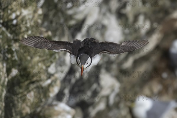 Atlantic puffin (Fratercula arctica) adult sea bird in flight, England, United Kingdom