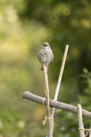 Dunnock or Hedge sparrow (Prunella modularis) adult bird singing on a garden bamboo cane, England, United Kingdom