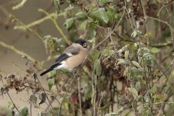 Eurasian bullfinch (Pyrrhula pyrrhula) adult female bird feeding in a hedgerow in winter, England, United Kingdom