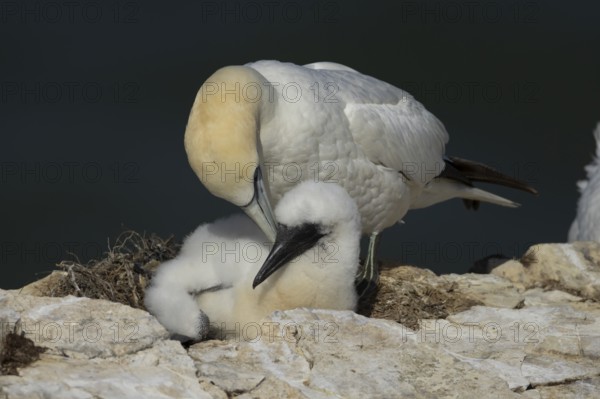 Northern gannet (Morus bassanus) adult and juvenile baby birds on a nest on a cliff top in summer, England, United Kingdom