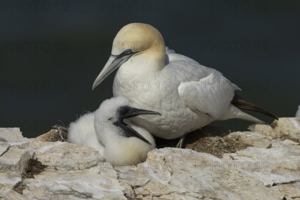 Northern gannet (Morus bassanus) adult and juvenile birds on a nest on a cliff top, England, United Kingdom