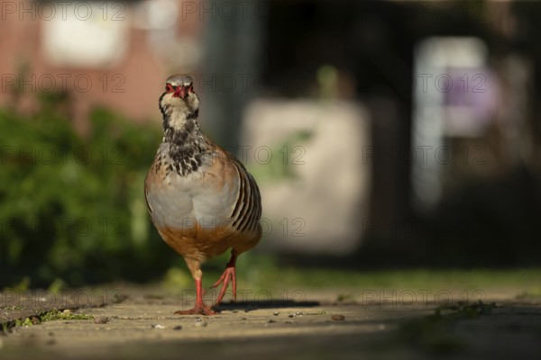 Red legged partridge (Alectoris rufa) adult game bird walking on a garden path, England, United Kingdom