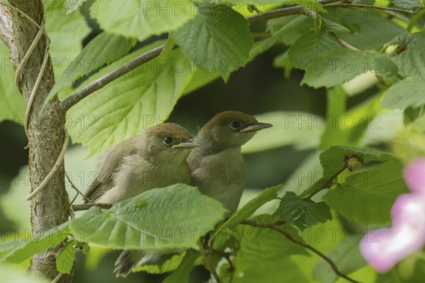 Blackcap (Sylvia atricapilla) two juvenile baby birds in a hedgerow in summer, England, United Kingdom