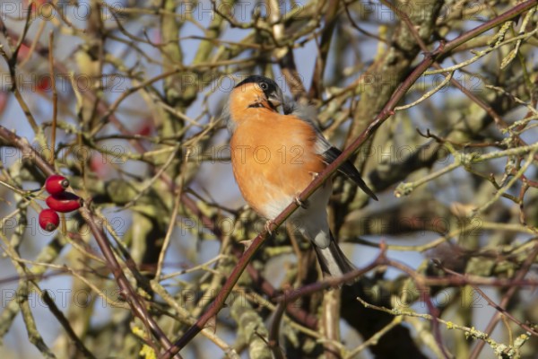Eurasian bullfinch (Pyrrhula pyrrhula) adult male bird preening in a hedgerow in winter, England, United Kingdom