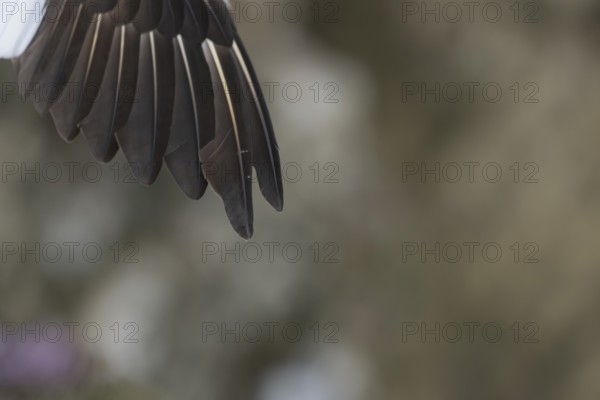 Northern gannet (Morus bassanus) adult sea bird in flight close up of its wing, England, United Kingdom