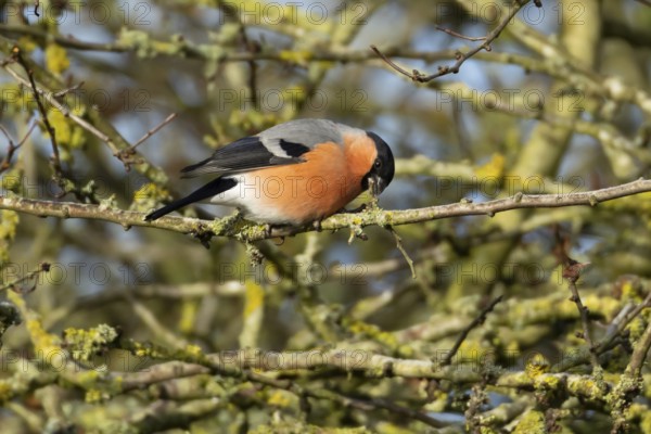 Eurasian bullfinch (Pyrrhula pyrrhula) adult male bird feeding on a tree branch in a hedgerow in winter, England, United Kingdom