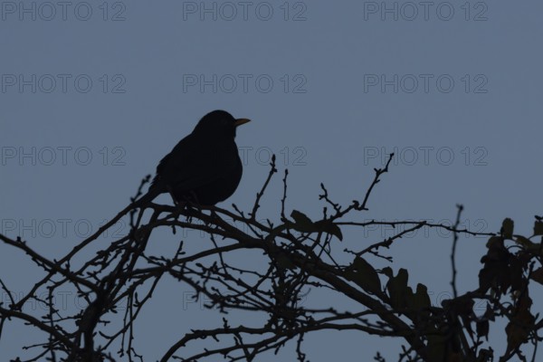 Eurasian blackbird (Turdus merula) silhouette of an adult bird in a hedgerow, England, United Kingdom