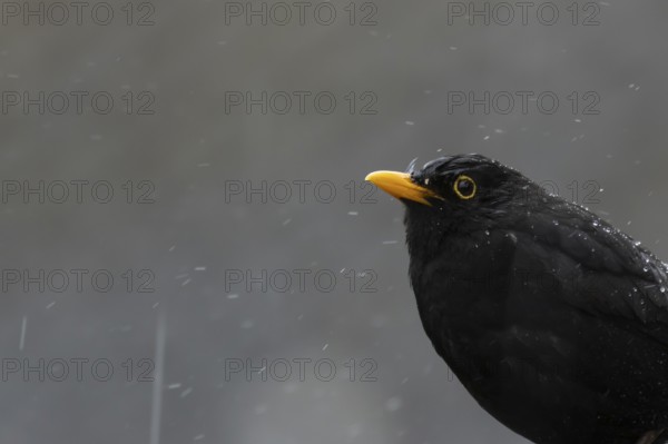 Eurasian blackbird (Turdus merula) adult male bird in a rain storm, England, United Kingdom