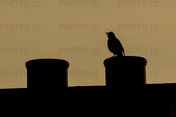 Eurasian blackbird (Turdus merula) silhouette of an adult male bird singing from an urban house chimney pot at sunset, England, United Kingdom