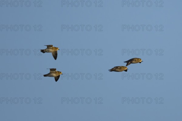 Golden plover (Pluvialis) apricaria four adult wader birds in flight, England, United Kingdom