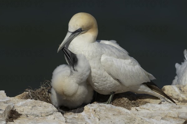 Northern gannet (Morus bassanus) adult and juvenile baby birds on a nest on a cliff top in summer, England, United Kingdom