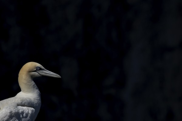 Northern gannet (Morus bassanus) adult sea bird head portrait, England, United Kingdom