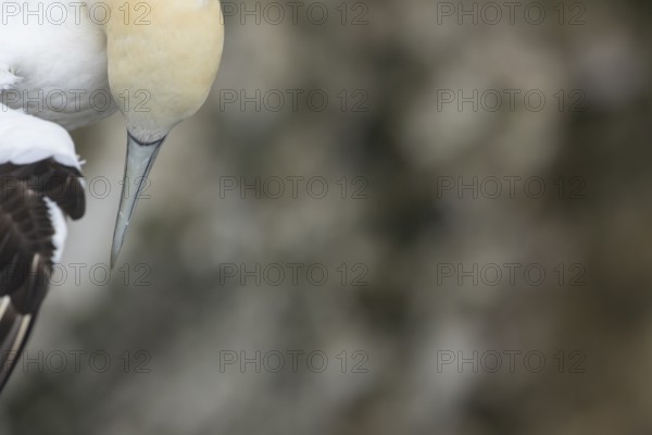 Northern gannet (Morus bassanus) adult sea bird in flight, England, United Kingdom