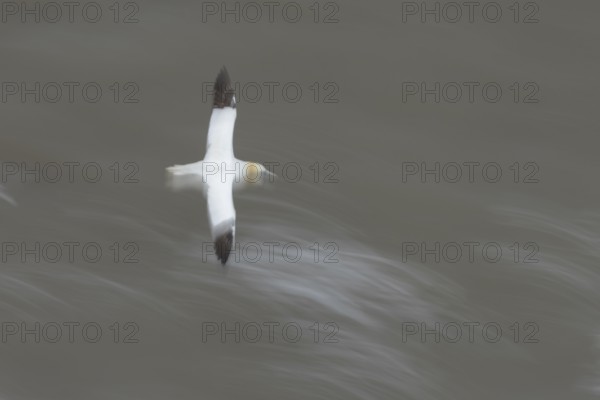 Northern gannet (Morus bassanus) adult sea bird in flight over the sea slow motion blur image, England, United Kingdom