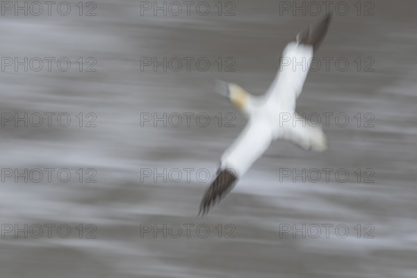 Northern gannet (Morus bassanus) adult sea bird in flight over the sea slow motion blur image, England, United Kingdom