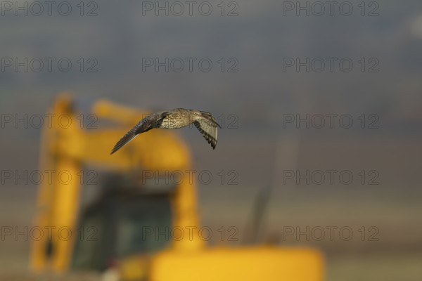 Eurasin curlew (Numenius arquata) adult wader bird in flight with a piece of farm equipment in the background, England, United Kingdom