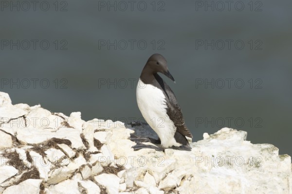 Guillemot (Uria aalge) adult bird on a cliff ledge, England, United Kingdom