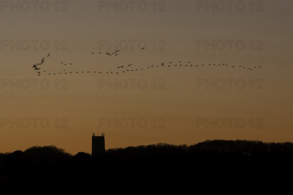 Pink-footed goose (Anser brachyrhynchus) adult geese birds flying in a flock or skein at sunset over a church, Norfolk, England, United Kingdom