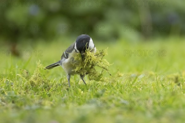 Great tit (Parus major) adult bird collecting moss for nesting material from a garden lawn in springtime, England, United Kingdom